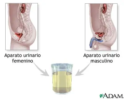 Volumen urinario en 24 horas