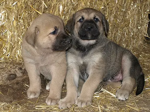 Se venden cachorros