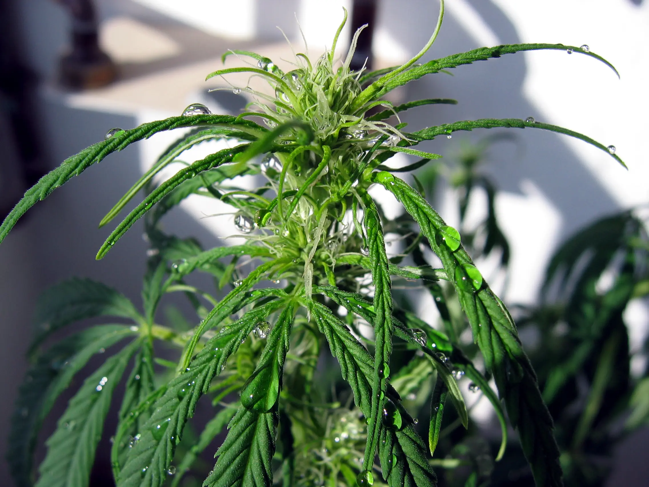 Siembra de cannabis para consumo personal no es delito