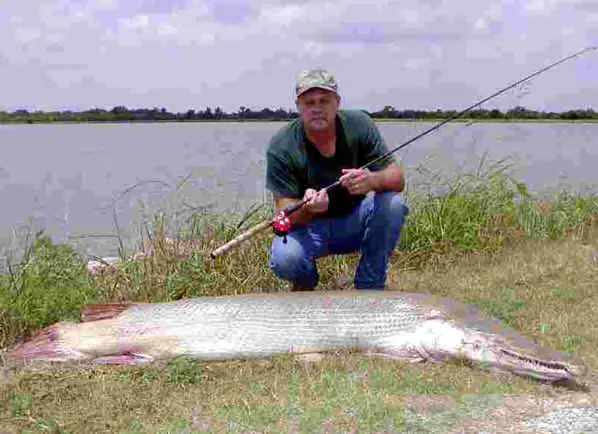 Conozcan al pez cocodrillo o alligator gar