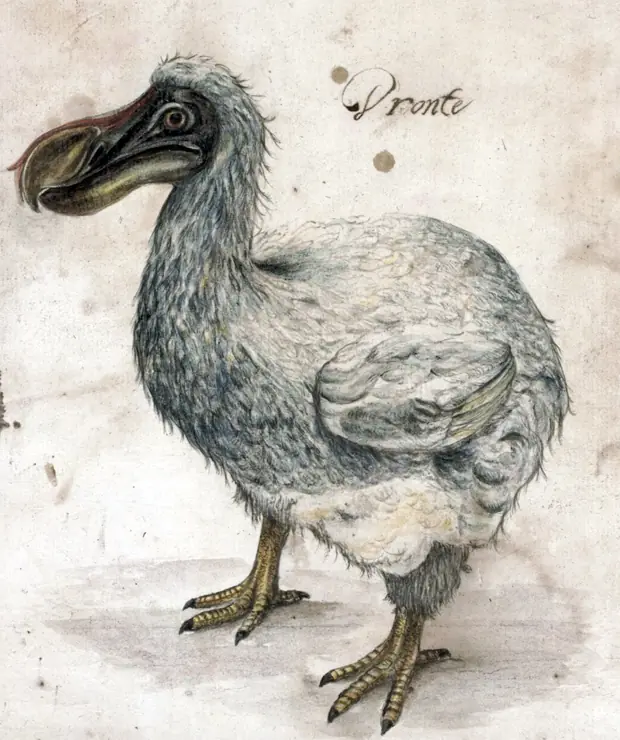 El Ultimo "DODO"