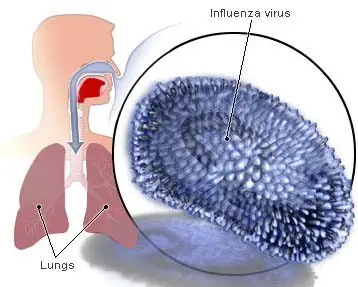 Influenza un virus que llego del cielo