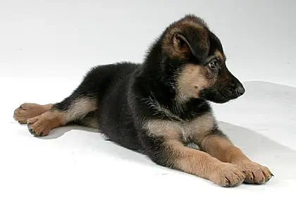 Mascotas de todos los tipos