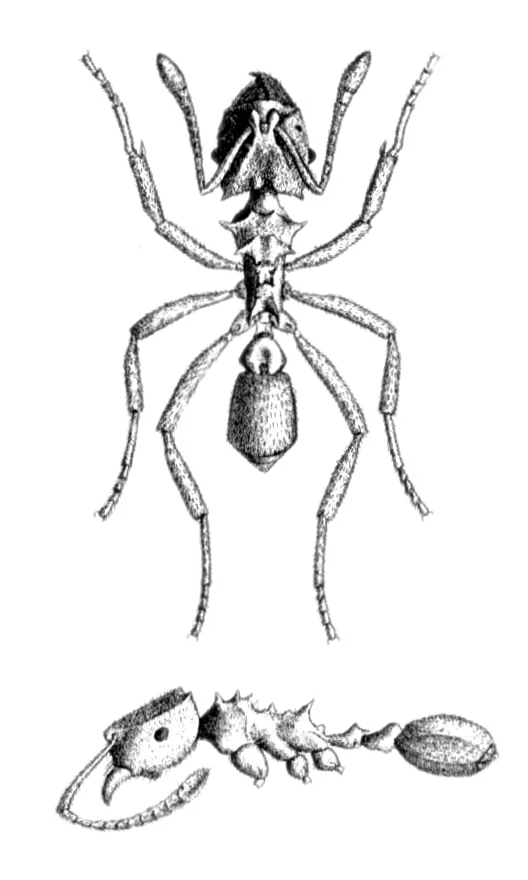 Descubren una especie de hormigas que se reproduce sin sexo