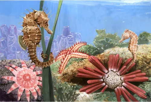 Los Caballitos de Mar; Hermosa Fauna Marina
