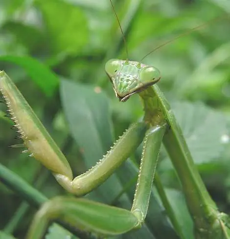 Informasion de la mantis y mas