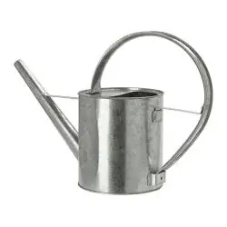 ¿Cómo cultivar acelga en tu balcón?