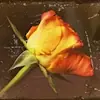 ¿Olvidaste tu contraseña de metroflog? recuperala!!