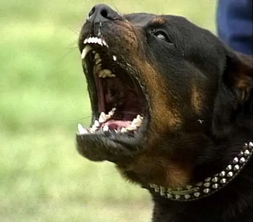 Increible y doloroso