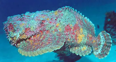 el pez mas venenoso del planeta