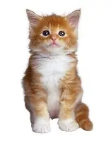 La paradoja del gato de Schrödinger
