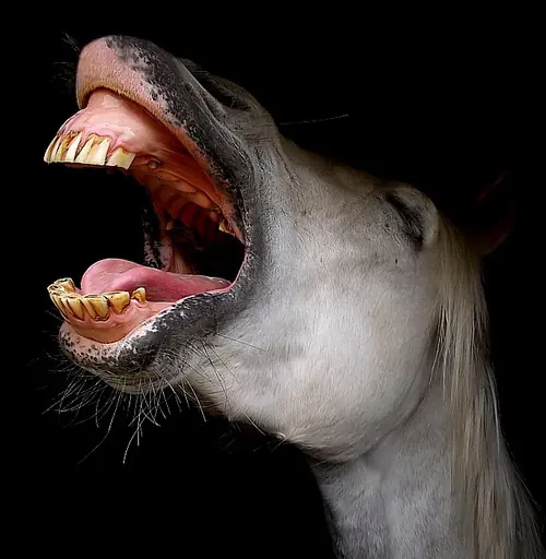 Fotos y videos para irse a dormir con una sonrisa 3