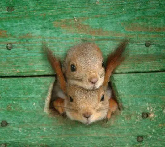 fotos graciosas y divertidas de animales y mascotas