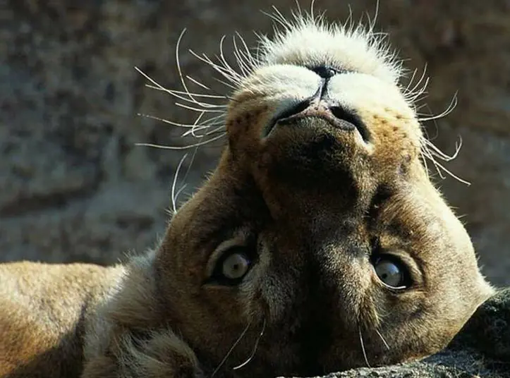 No al maltrato animal(lee y reflexiona)