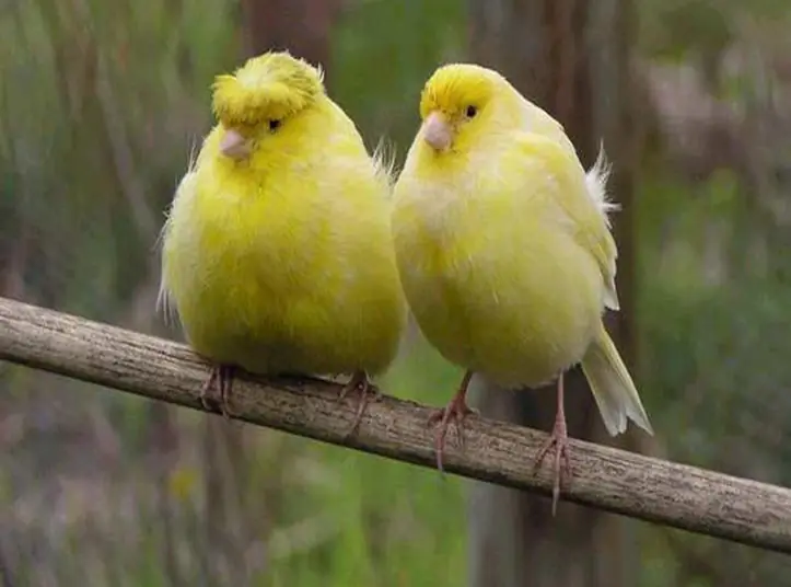 La creacion del Mundo