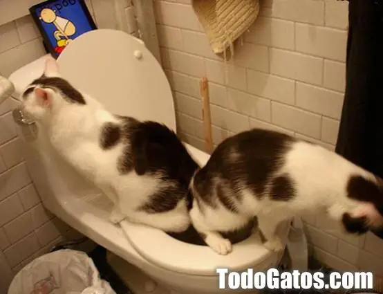 gatos chistosos :D
