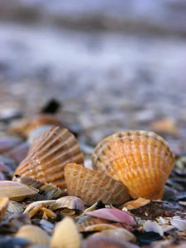 conchitas, vergas y panochas
