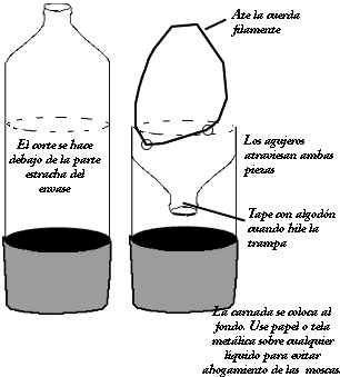 Las mosquitas de la fruta y yo