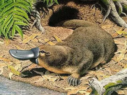 los 10 animales mas venenosos del mundo