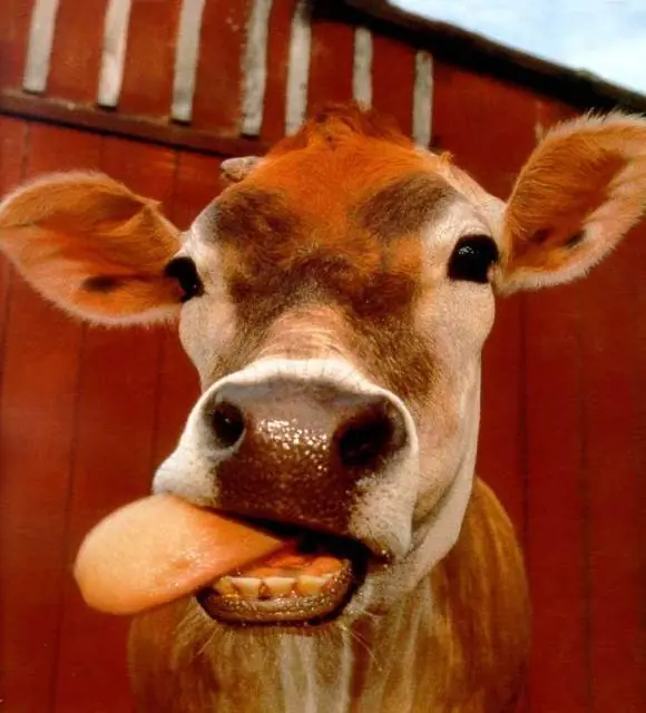 Guiso de lengua. Lo comés y no podés parar de hablar!...ja