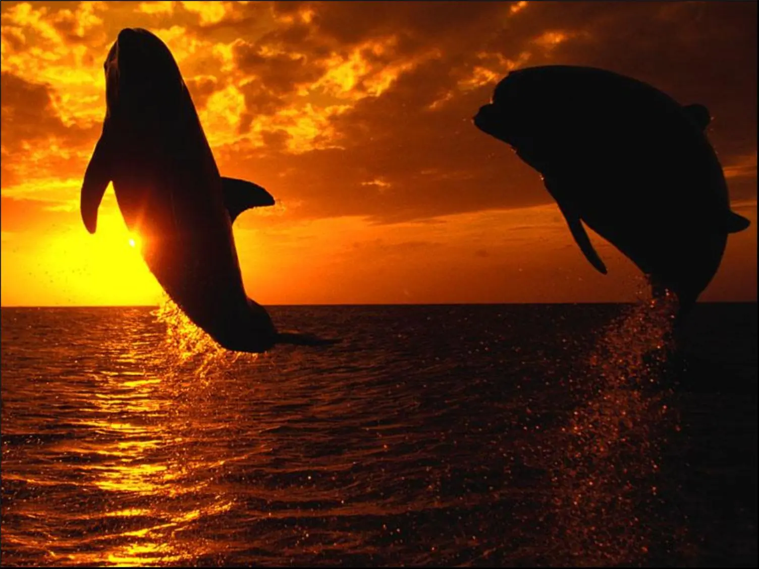 Delfines , Imagenes+Info