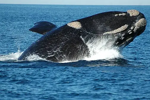 Conociendo la Ballena Franca Austral