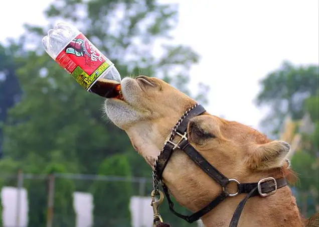 Fotos de animales muy graciosos
