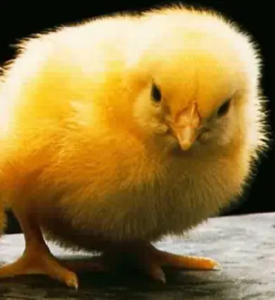 Sabias Que Los Pollos Dan Vida!