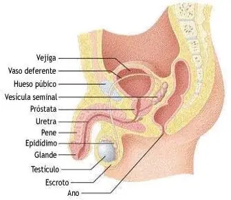 Sistema reproductor masculino