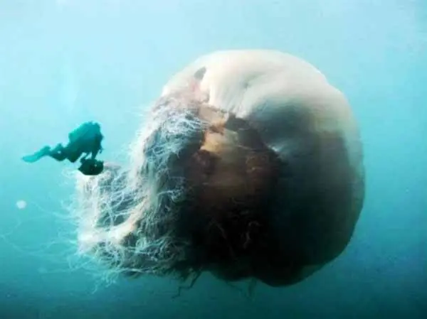 Medusas gigantes invaden de nuevo las costas de Japón