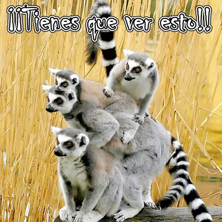 Imagenes de Animales graciosas