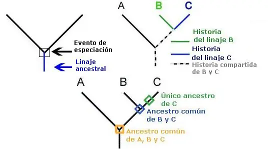Cladogramas: Ilustrando el parentesco evolutivo