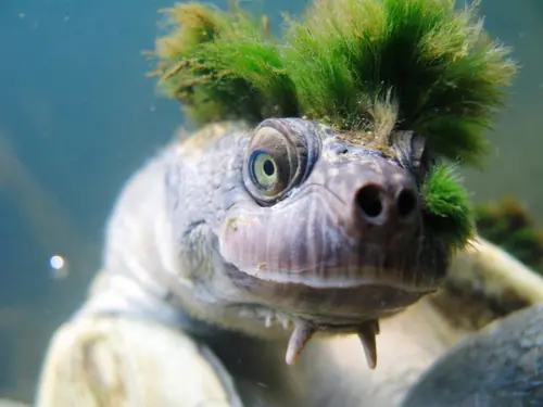 Animales que parecen pokemons