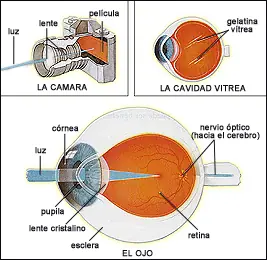Como funciona el ojo