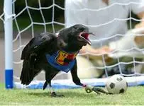 pájaros se parecen a los hinchas de fútbol