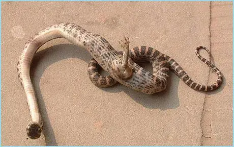 Serpiente con pata encontrada en China