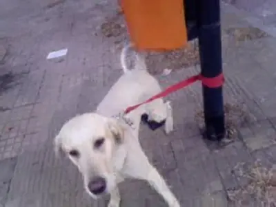 Alerta: Paseadores caninos. Denuncialos.