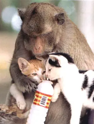 las mejores imagenes graciosas se las recomiendo