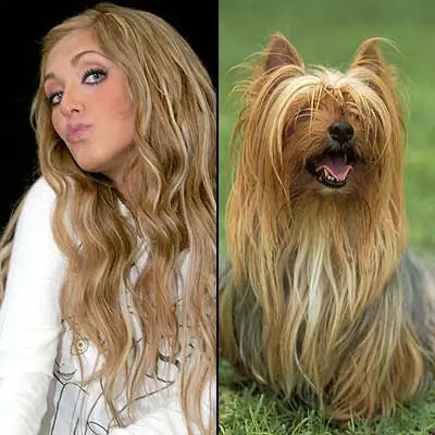 si los famosos fueran perros