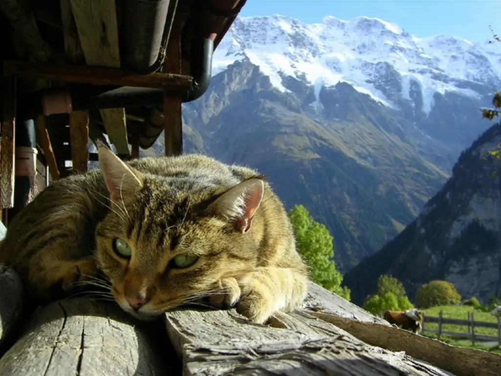 El Gato Volador [Video Gracioso]