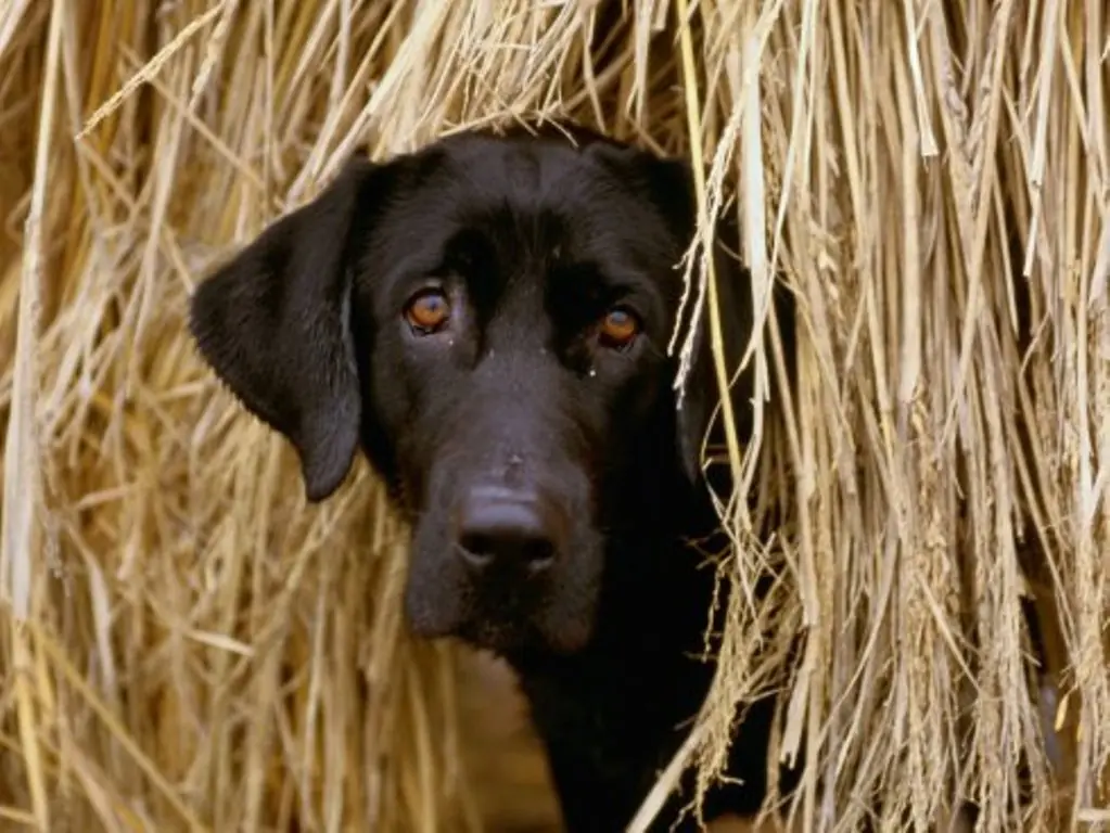 Perro gasta 40 euros en internet