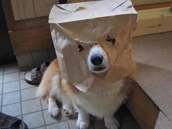 mi dueño es un dolobu XD