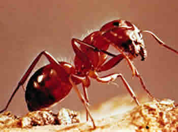 Como viven las Hormigas