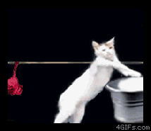 los mejores gifs mas graciosos