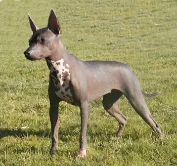 Le ofrecen a Obama un perro peruano sin pelo (calato)