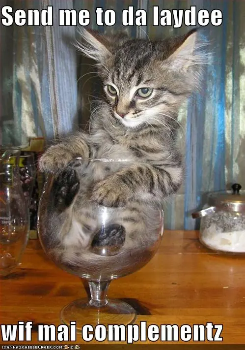Gatos - traviesos - inteligentes