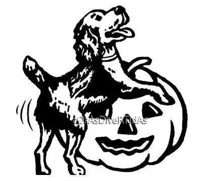 13 maneras para desahogar a tu perro.