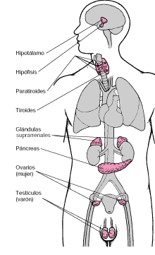 Sistema endocrino y hormonas