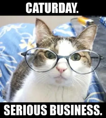 Yay it's Caturday