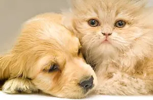 Perros y gatos contaminan el doble que un auto.